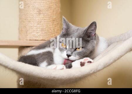 young british shorthair cat grooming fur licking paw on scratching post Stock Photo