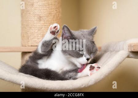 young british shorthair cat grooming fur licking paw on scratching post Stock Photo