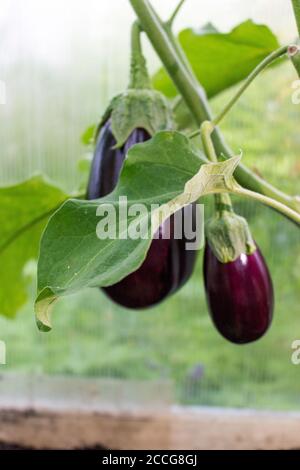 Eggplant grows in a greenhouse in the village Stock Photo