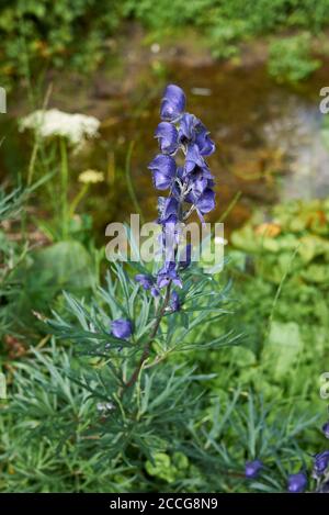 Aconitum napellus close up blue flowers and leaves Stock Photo
