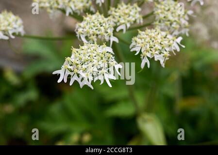 Heracleum sphondylium white flower head close up Stock Photo