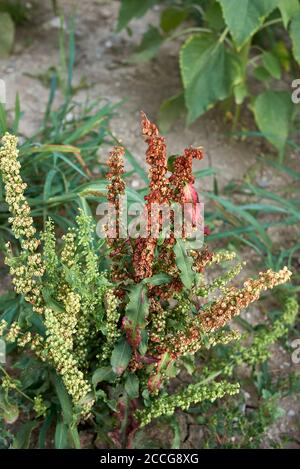 Rumex crispus close up with fresh and dry seeds Stock Photo