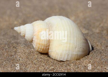 Common Whelk Buccinum undatum Stock Photo