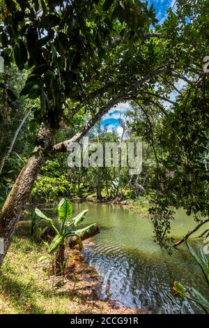 Water banana palms, (Typhonodorum lindleyanum), tropical vegetation on the Ivolina River, Ivoloina National Park, Ivoloina River, Taomasina, Tamatave, Stock Photo