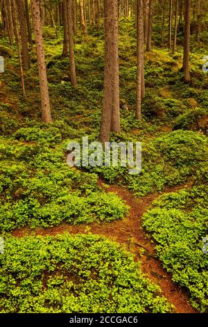 Forest path with fork between blueberry plants in the forest near the Eibsee near Garmisch-Partenkirchen in the Wetterstein Mountains. Stock Photo