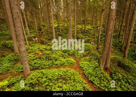 Forest path with fork between blueberry plants in the forest near the Eibsee near Garmisch-Partenkirchen in the Wetterstein Mountains. Stock Photo