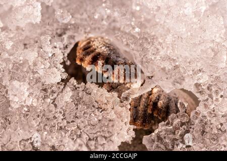 Tree fungi between ice crystals on a log, common split leaf (Schizophyllum commune) between snow and ice Stock Photo