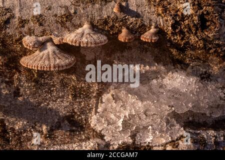 Tree fungi between ice crystals on a log, common split leaf (Schizophyllum commune) between snow and ice Stock Photo