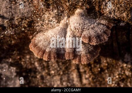 Tree fungi between ice crystals on a log, common split leaf (Schizophyllum commune) between snow and ice Stock Photo