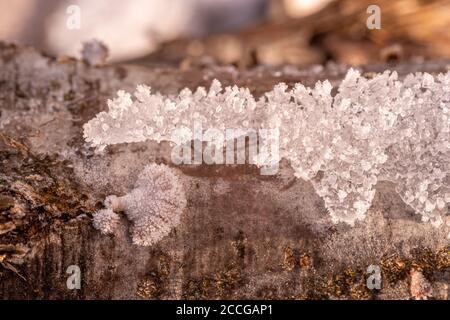 Tree fungi between ice crystals on a log, common split leaf (Schizophyllum commune) between snow and ice Stock Photo
