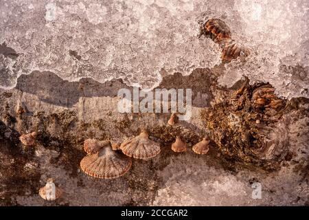Tree fungi between ice crystals on a log, common split leaf (Schizophyllum commune) between snow and ice Stock Photo