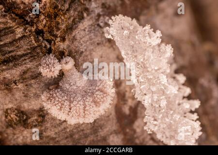 Tree fungi between ice crystals on a log, common split leaf (Schizophyllum commune) between snow and ice Stock Photo
