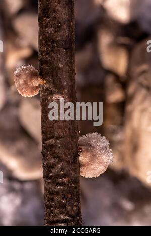 Tree fungi between ice crystals on a log, common split leaf (Schizophyllum commune) between snow and ice Stock Photo