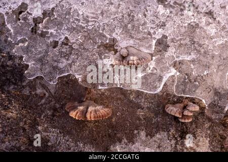 Tree fungi between ice crystals on a log, common split leaf (Schizophyllum commune) between snow and ice Stock Photo