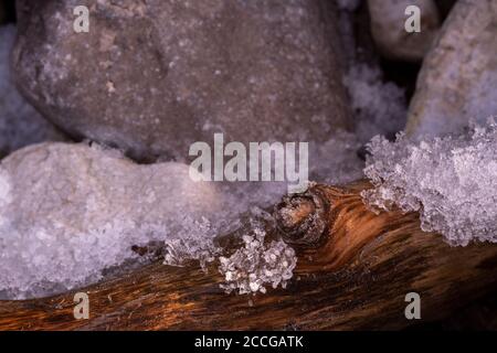Tree fungi between ice crystals on a log, common split leaf (Schizophyllum commune) between snow and ice Stock Photo