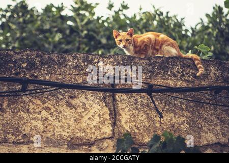 Cute ginger cat on a stone wall Stock Photo