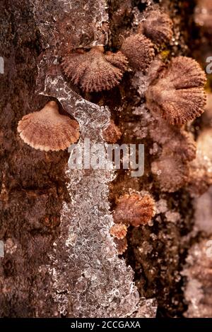 Tree fungi between ice crystals on a log, common split leaf (Schizophyllum commune) between snow and ice Stock Photo