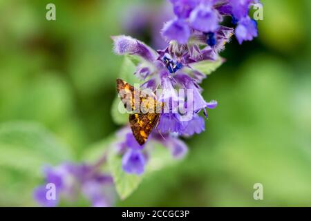 Pyrausta aurata, Mint moth feeding on nepeta grandiflora flowers in summertime, UK Stock Photo