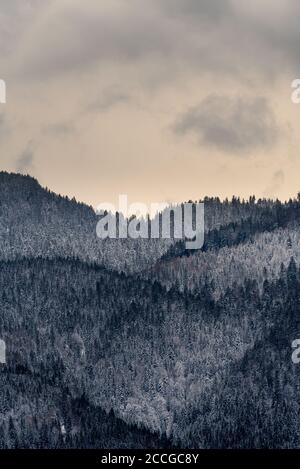 Snow covered hills / mountains at the foot of the Herzogstand in the Ester Mountains on Lake Walchensee, with dense forest Stock Photo