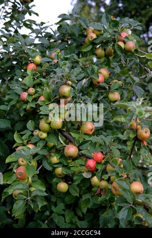 Vertical shot of  McIntosh red apples on a tree Stock Photo
