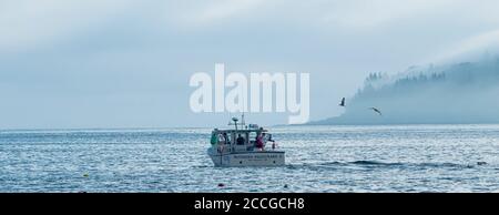 Bar Harbor, Maine, USA - 28 July 2017: Fishermen pulling up lobster traps and sorting their catch on their boat on a foggy morning with porcupine isla Stock Photo