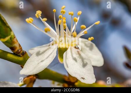 spring mirabelle blossom in april Stock Photo