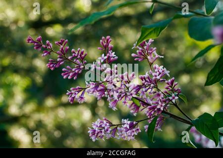 Beautiful lilac flowers blooming in the sunset Stock Photo