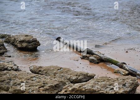 A sewer pipe comes to light at low tide - it empties into the Atlantic on Tamariz Beach in Estoril on August 21, 2020. Waste water, sewage, faecal matter, faecal water, drainage pipe, | usage worldwide Stock Photo