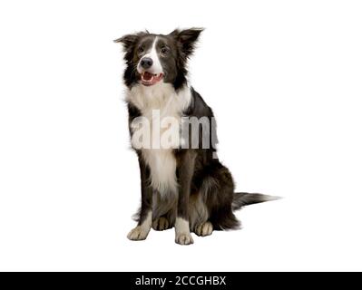 Border Collie dog sitting, looking at the camera, alone, isolate, white background, studio light Stock Photo
