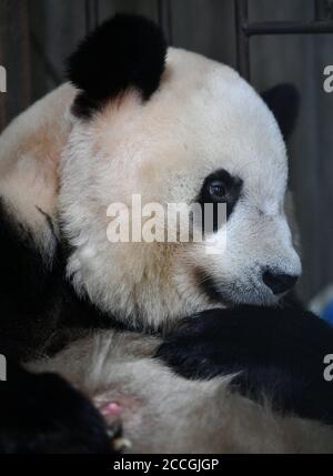 Xi'an. 22nd Aug, 2020. Giant panda Yongyong rests at the Qinling research center of giant panda breeding in northwest China's Shaanxi Province, Aug. 22, 2020. Yongyong gave birth to a female cub weighing 152 grams on Monday. It is the first giant panda born at the center this year. Credit: Zhang Bowen/Xinhua/Alamy Live News Stock Photo