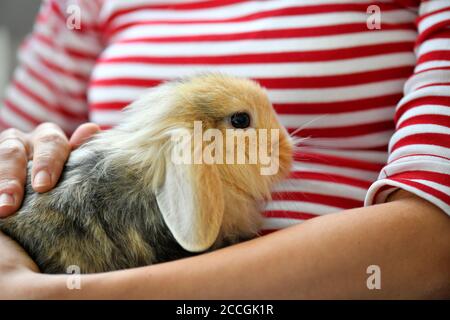 Ram rabbit, dwarf ram (Oryctolagus cuniculus), young animal, 10 weeks, being petted, Karlsruhe, Baden-Württemberg, Germany Stock Photo