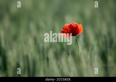 Corn poppy (Papaver rhoeas) in wheat field, Stuttgart, Baden-Württemberg, Germany Stock Photo