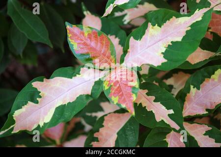 Stunning pink and green leaves of the Caricature plant or Graptophyllum pictum Stock Photo