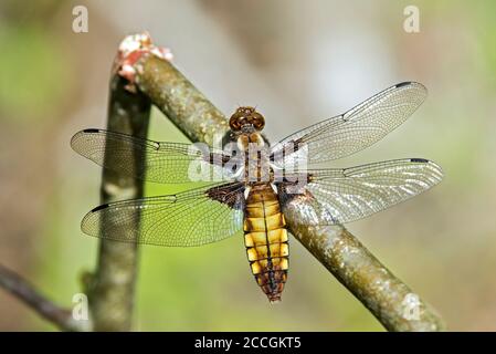 Flat belly (Libellula depressa), female, family of the dragonfly (Libellulidae), canton of Geneva, Switzerland Stock Photo