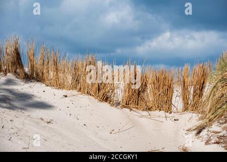 Beach grass, Baltic Sea Stock Photo