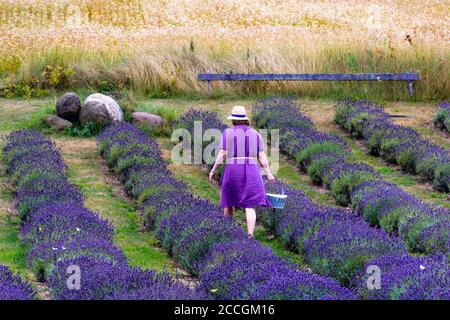 Girl or woman in violet dress with basket and hat picking flowers in a lavender field Stock Photo