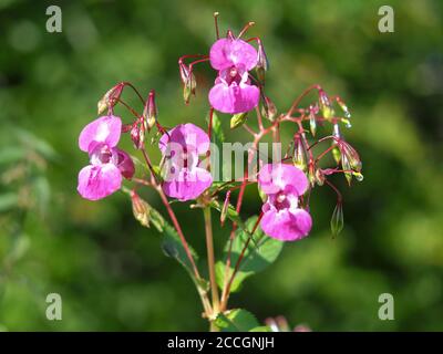 Beautiful pink flowers of the invasive species Himalayan balsam, Impatiens glandulifera