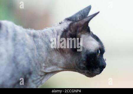 Side view of black Devon Rex cat staring at a mosquito on her nose Stock Photo