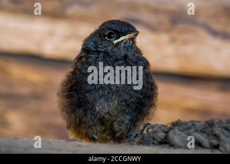 redstart chicks are waiting for a mouthful Stock Photo