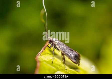 tiny Moth on green leaf in the season garden Stock Photo