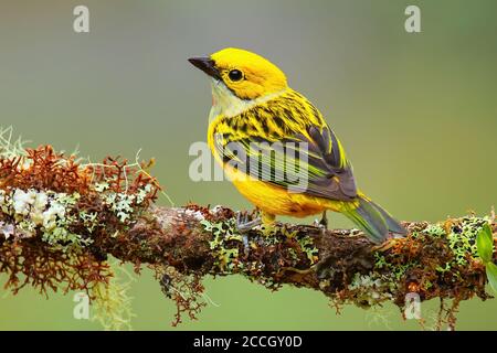Silver-throated tanager (Tangara icterocephala) sitting on a branch, Costa Rica Stock Photo