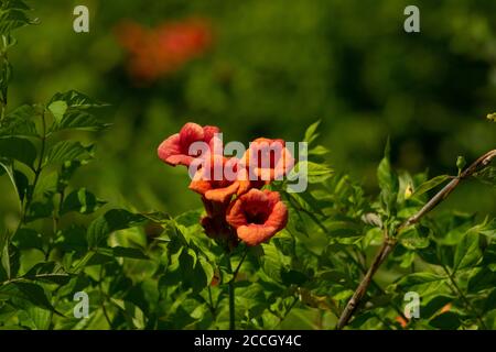 Trumpet vine in flower at Jamaica Bay National Wildlife Refuge, Queens, NY Stock Photo