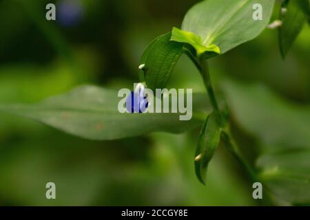 A dayflower plant in early stages of blooming, at Jamaica Bay National Wildlife Refuge in New York. Stock Photo