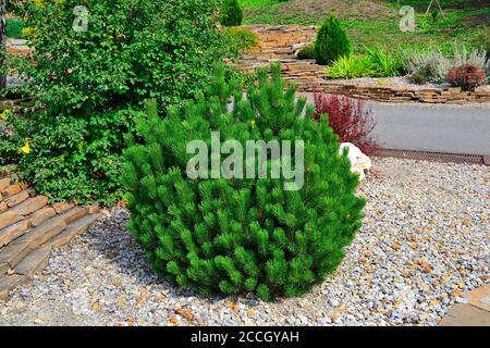 Dwarf mountain pine tree - decorative undersize evergreen coniferous plant in rocky garden. Ornamental shrub for gardening or landscape design of alpi Stock Photo