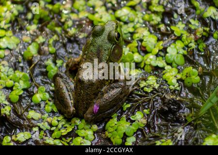 A Green Frog sits among aquatic plants, with a pink petal fallen onto its leg, in the marsh habitat at the New York Botanical Garden. Stock Photo