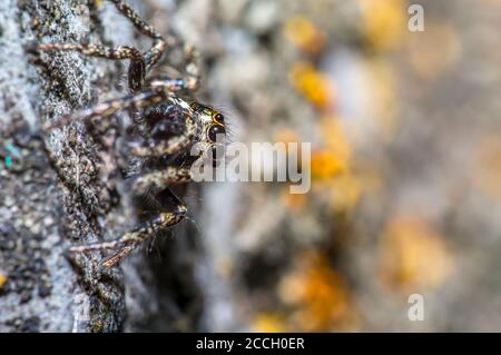 tiny zebra jumping spider is looking in wild nature Stock Photo