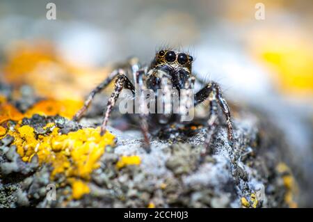 tiny zebra jumping spider is looking in wild nature Stock Photo