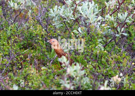 Willow grouse/fjellrype (Lagopus) in summer plumage between willow shrubs in the Dovrefjell-Sunndalsfjella National park in central Norway Stock Photo