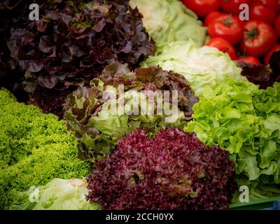 Lettuce harvest: a rainbow of colorful fields of summer crops lettuce plants , including mixed green, red, purple varieties. Stock Photo