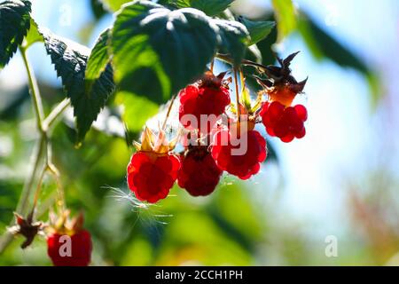 Ripe red raspberries (Rubus idaeus) nicely illuminated by sunshine in Norwegian summer Stock Photo